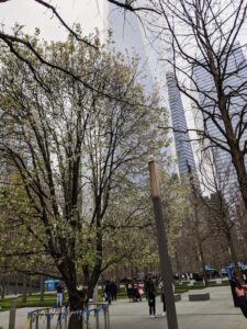 Fotografía del árbol superviviente y detrás de él, el imponente edificio One World.